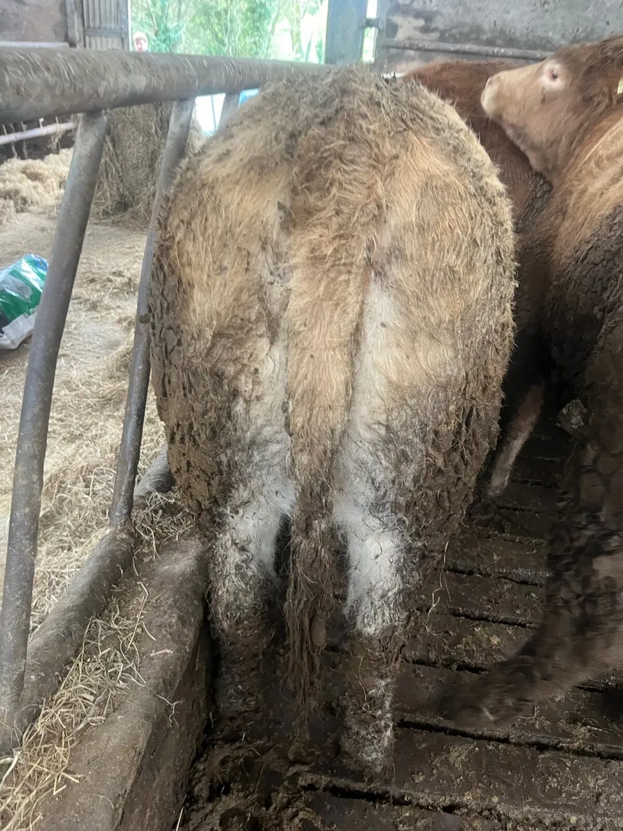 Store heifers - Image 2