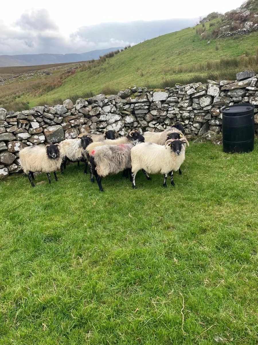 Ewes - Image 4