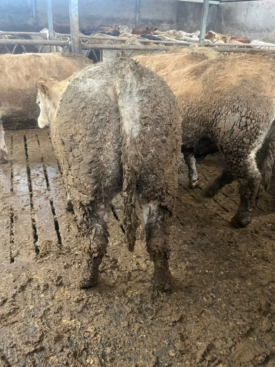 Store heifers - Image 4