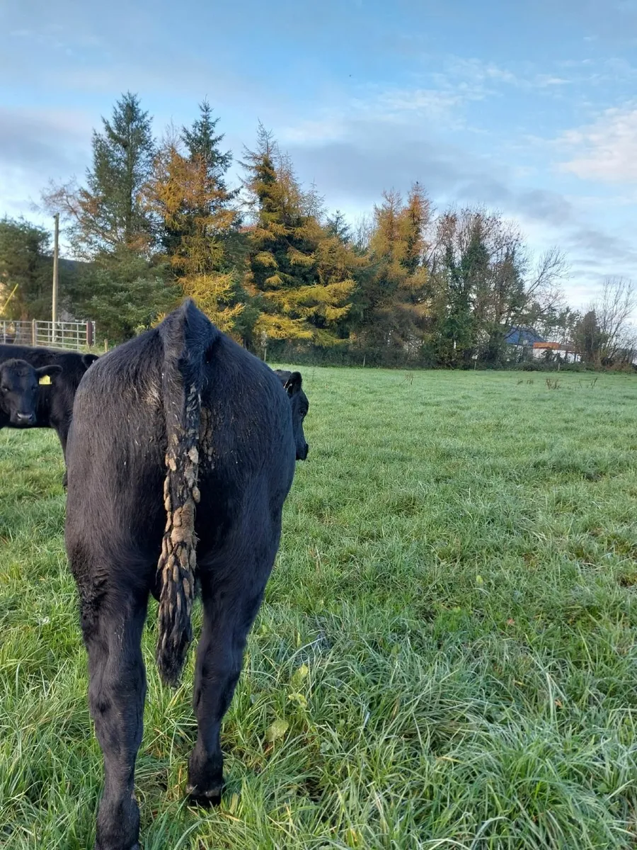 weanling bulls - Image 1