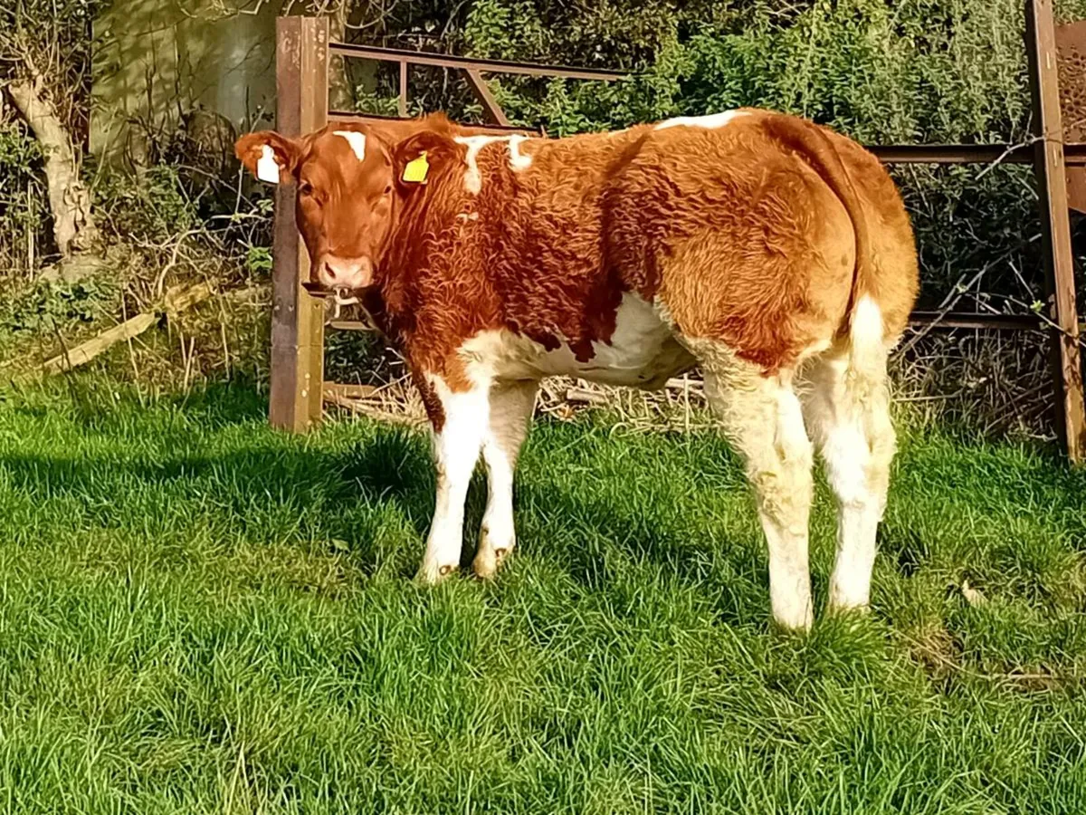 Show Heifer Calf - Image 1