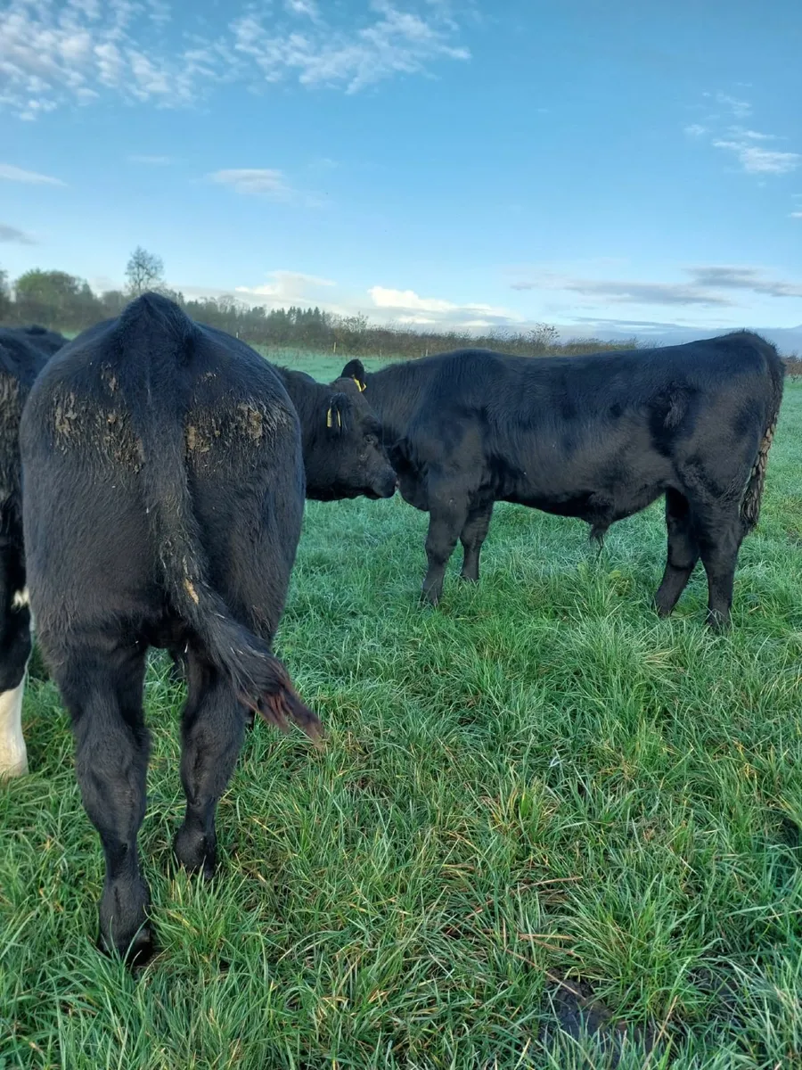 weanling bulls - Image 2