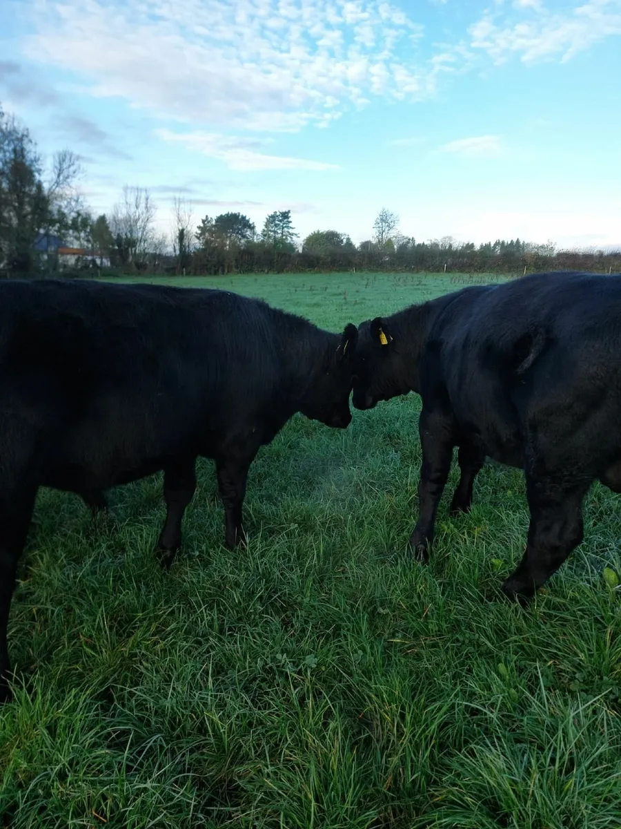 weanling bulls - Image 4