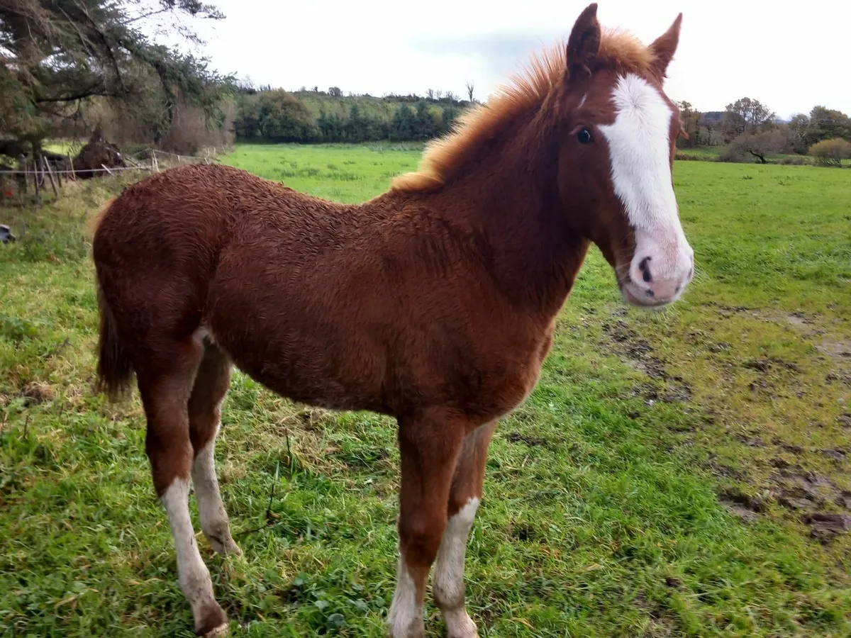 Foal - Image 1