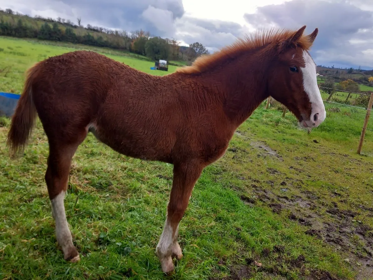 Foal - Image 2
