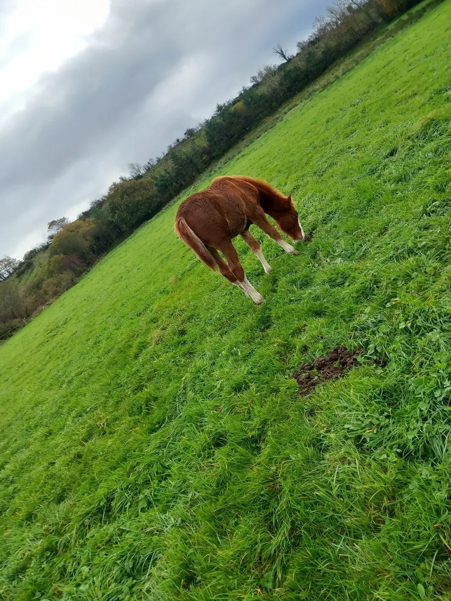 Foal - Image 3