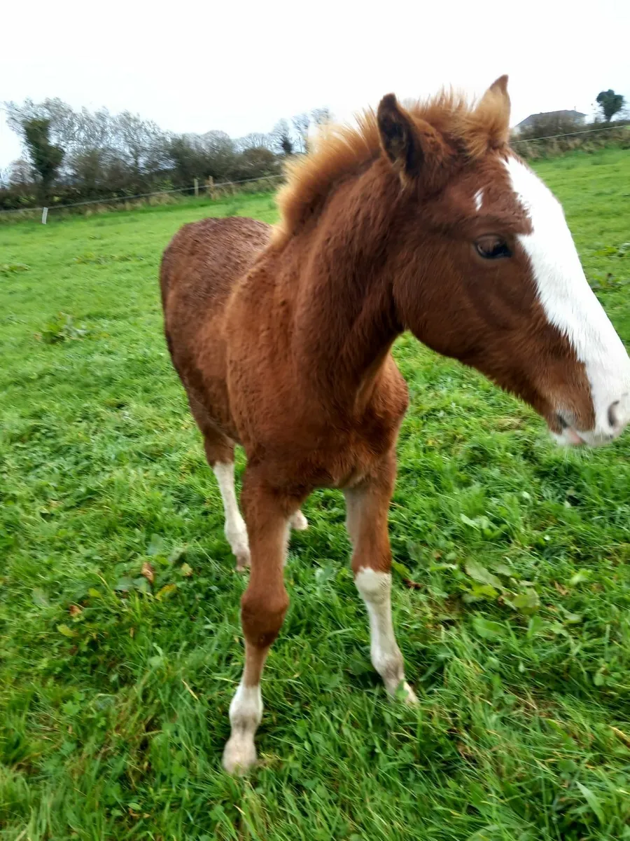 Foal - Image 4