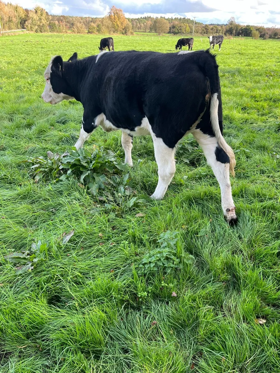 8 Hex heifers suitable for breeding around 450 to - Image 1