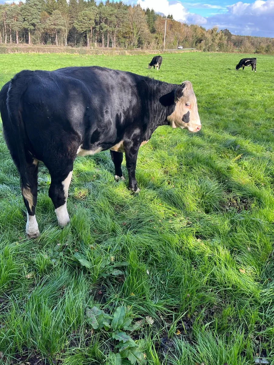8 Hex heifers suitable for breeding around 450 to - Image 2