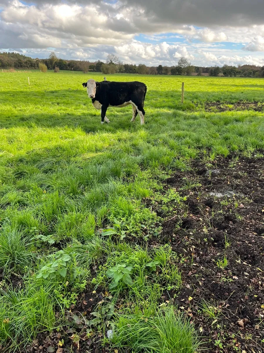 8 Hex heifers suitable for breeding around 450 to - Image 3