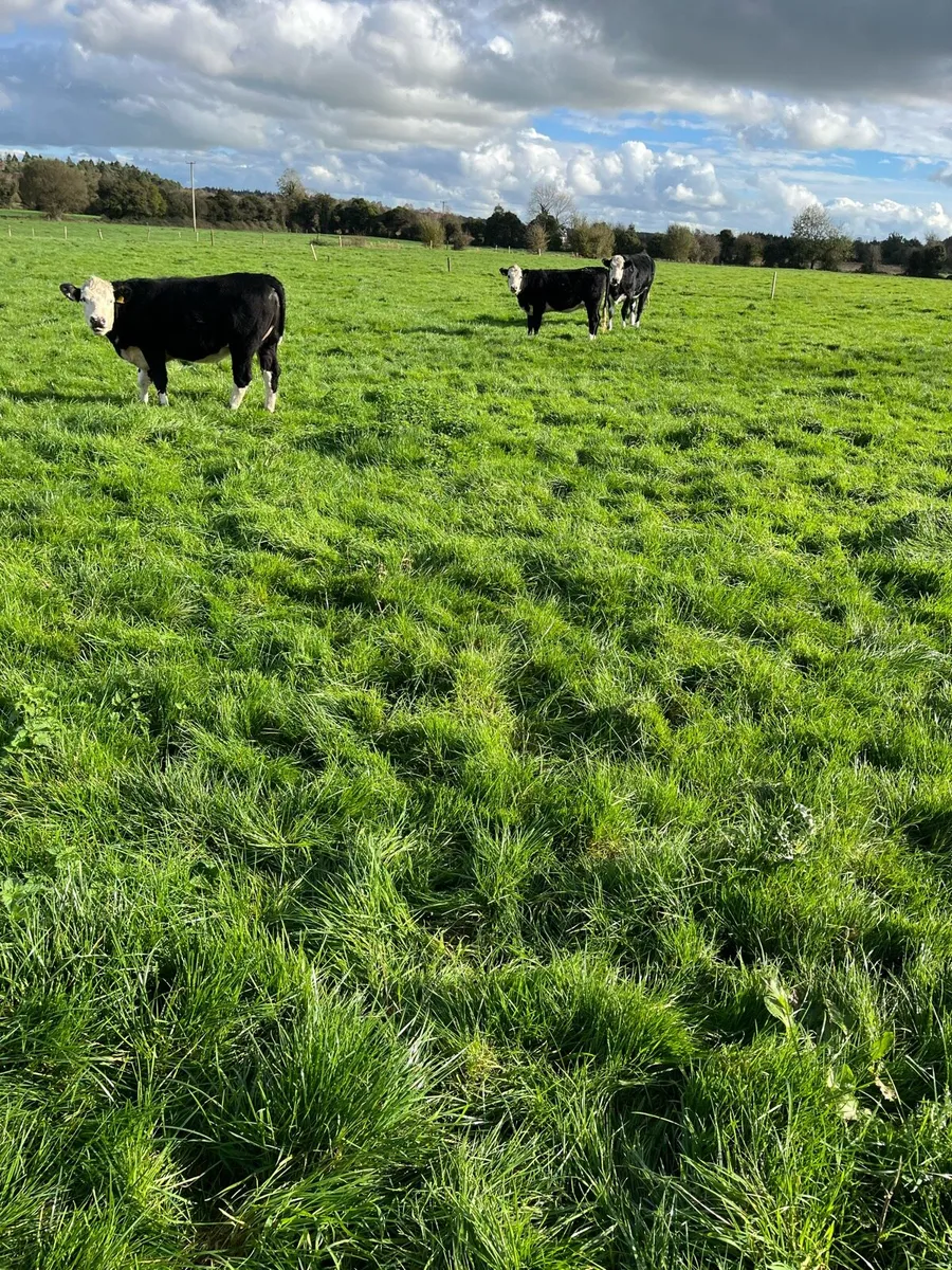 8 Hex heifers suitable for breeding around 450 to - Image 4