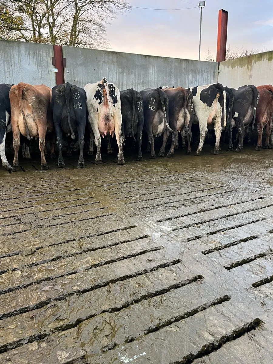 20 fresh calved cows - Image 1