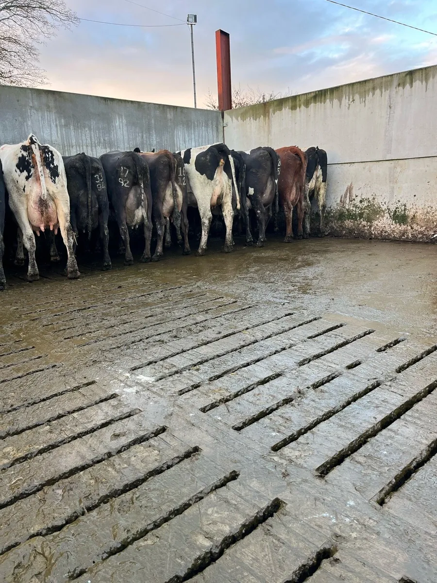 20 fresh calved cows - Image 2