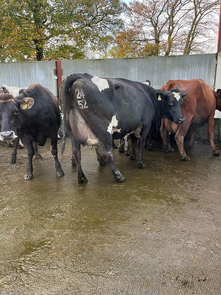 20 fresh calved cows - Image 3