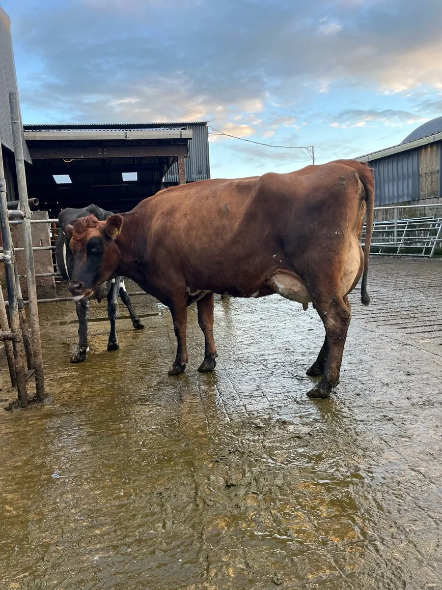 20 fresh calved cows - Image 4