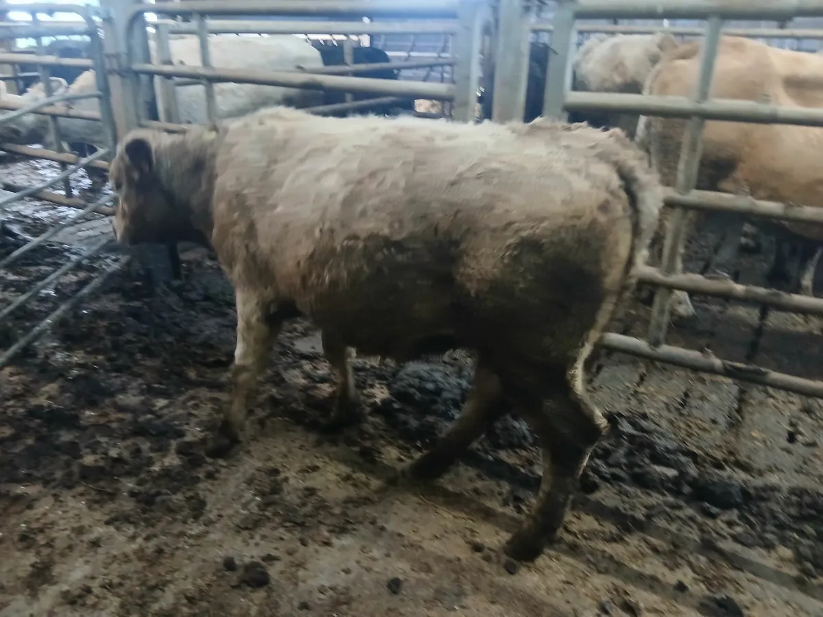 Heifers - Image 1