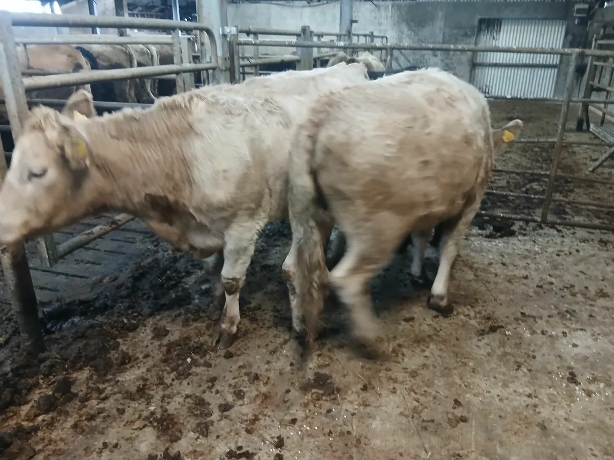 Heifers - Image 2