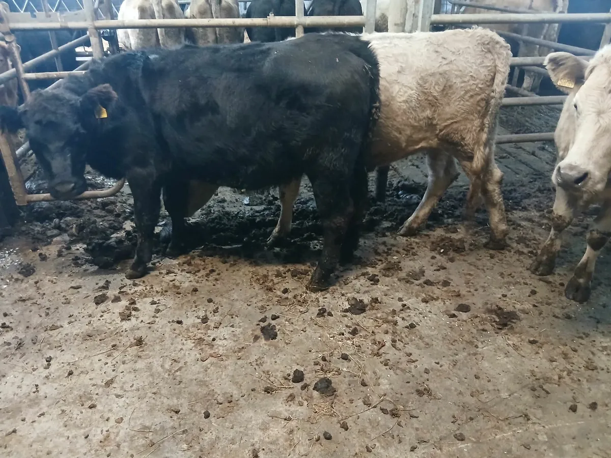 Heifers - Image 3