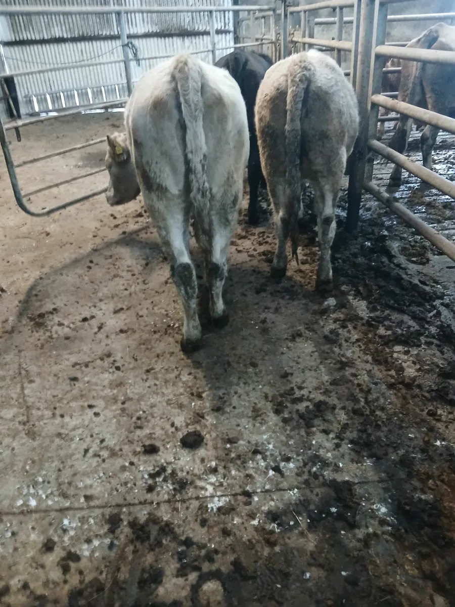 Heifers - Image 4