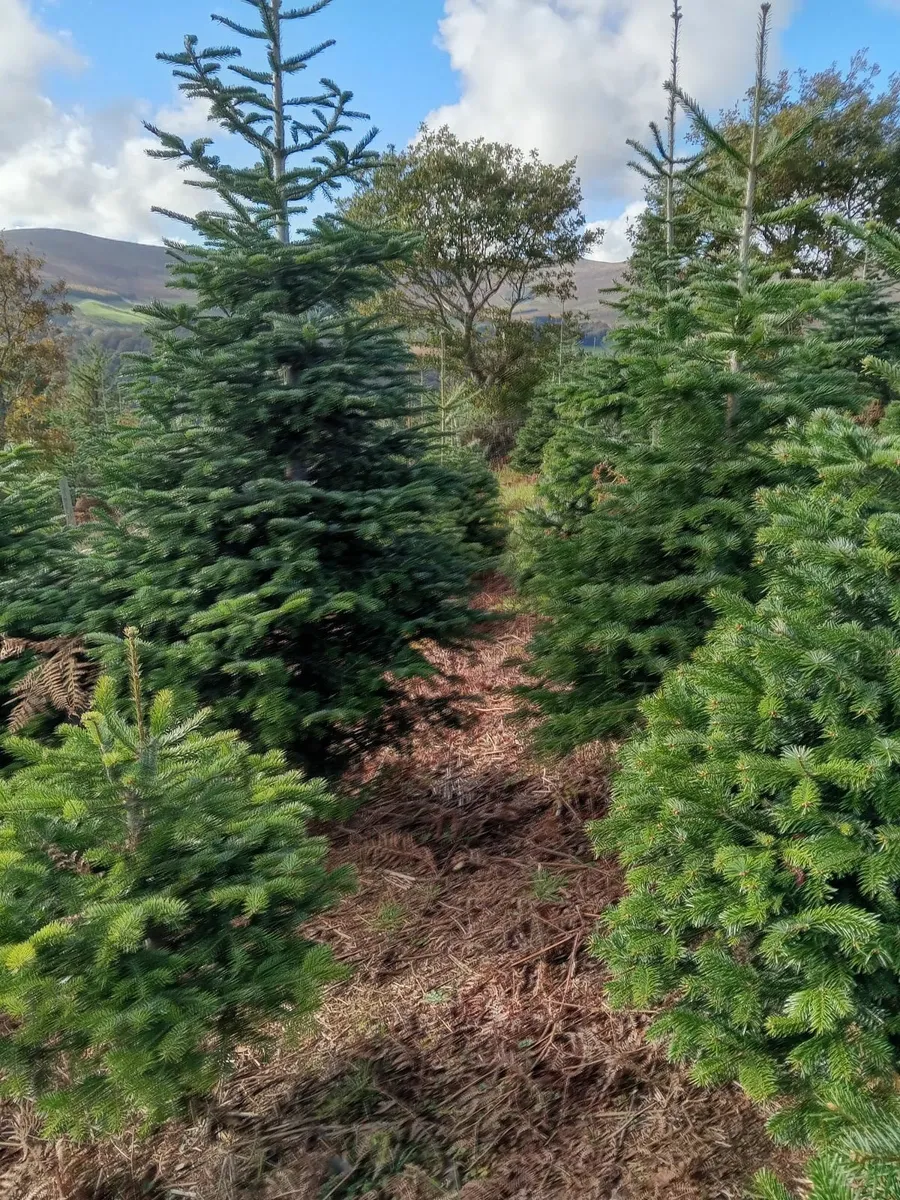 Christmas Tree's - Image 2