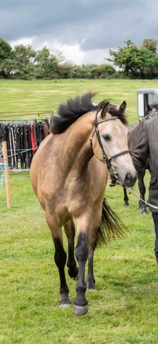 3YO Connemara Filly - Image 1