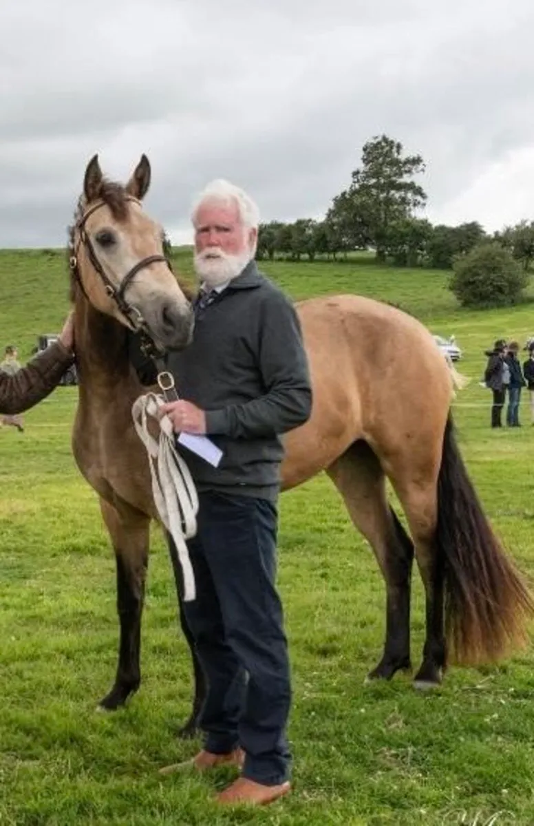 3YO Connemara Filly - Image 2