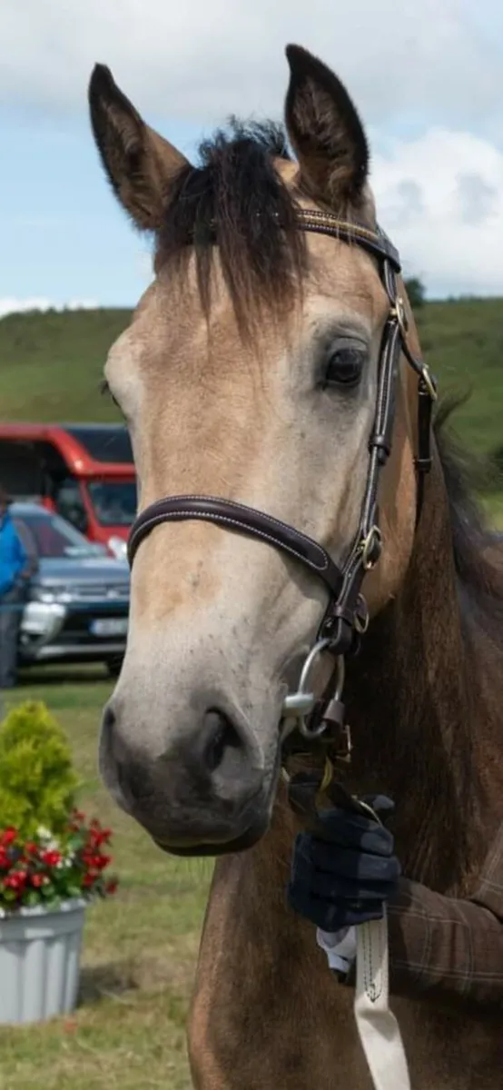 3YO Connemara Filly - Image 3