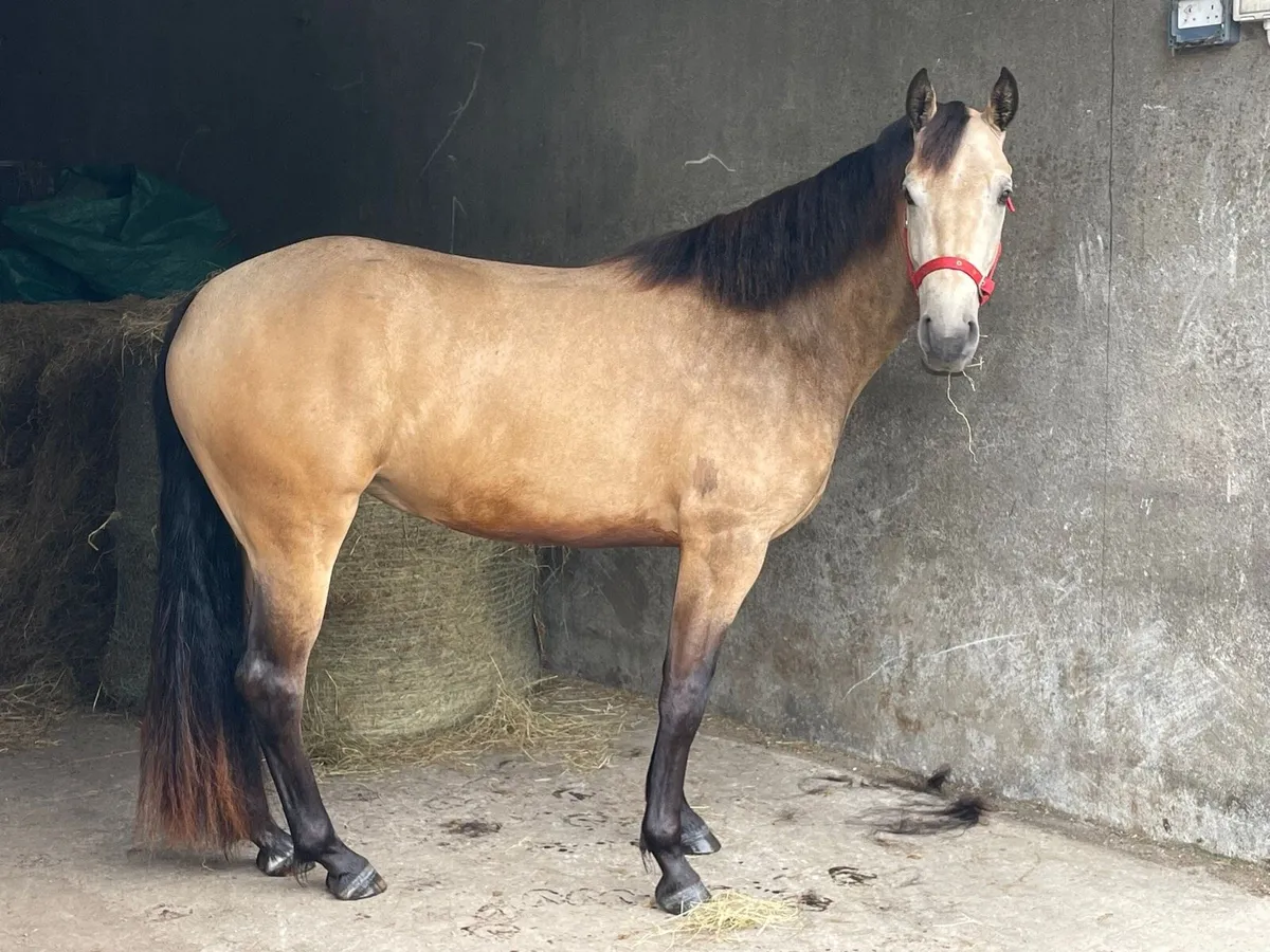 3YO Connemara Filly - Image 4