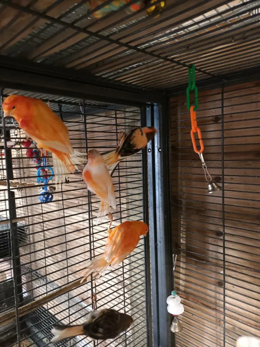 mosaic canaries, red factors and mixed - Image 1