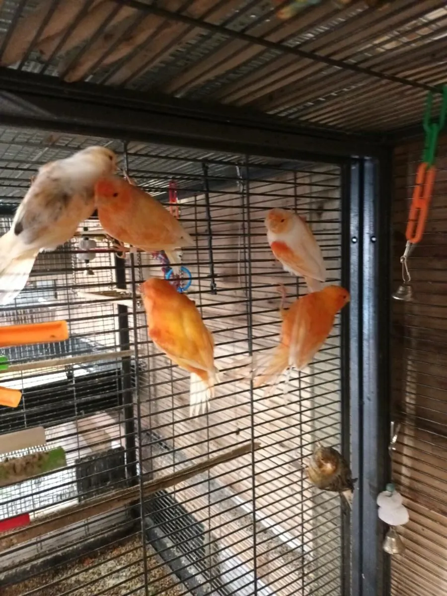 mosaic canaries, red factors and mixed - Image 2