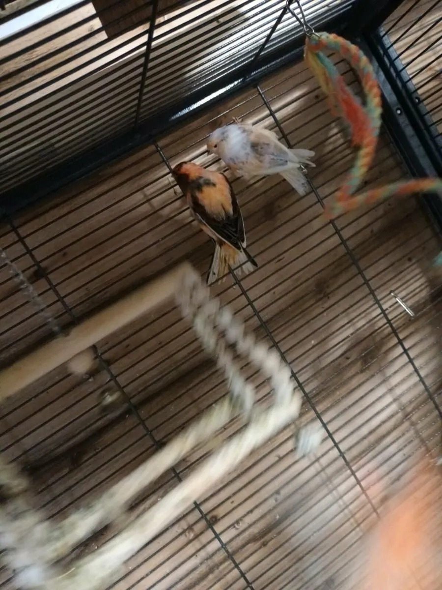 mosaic canaries, red factors and mixed - Image 3
