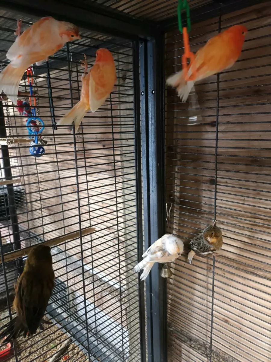 mosaic canaries, red factors and mixed - Image 4