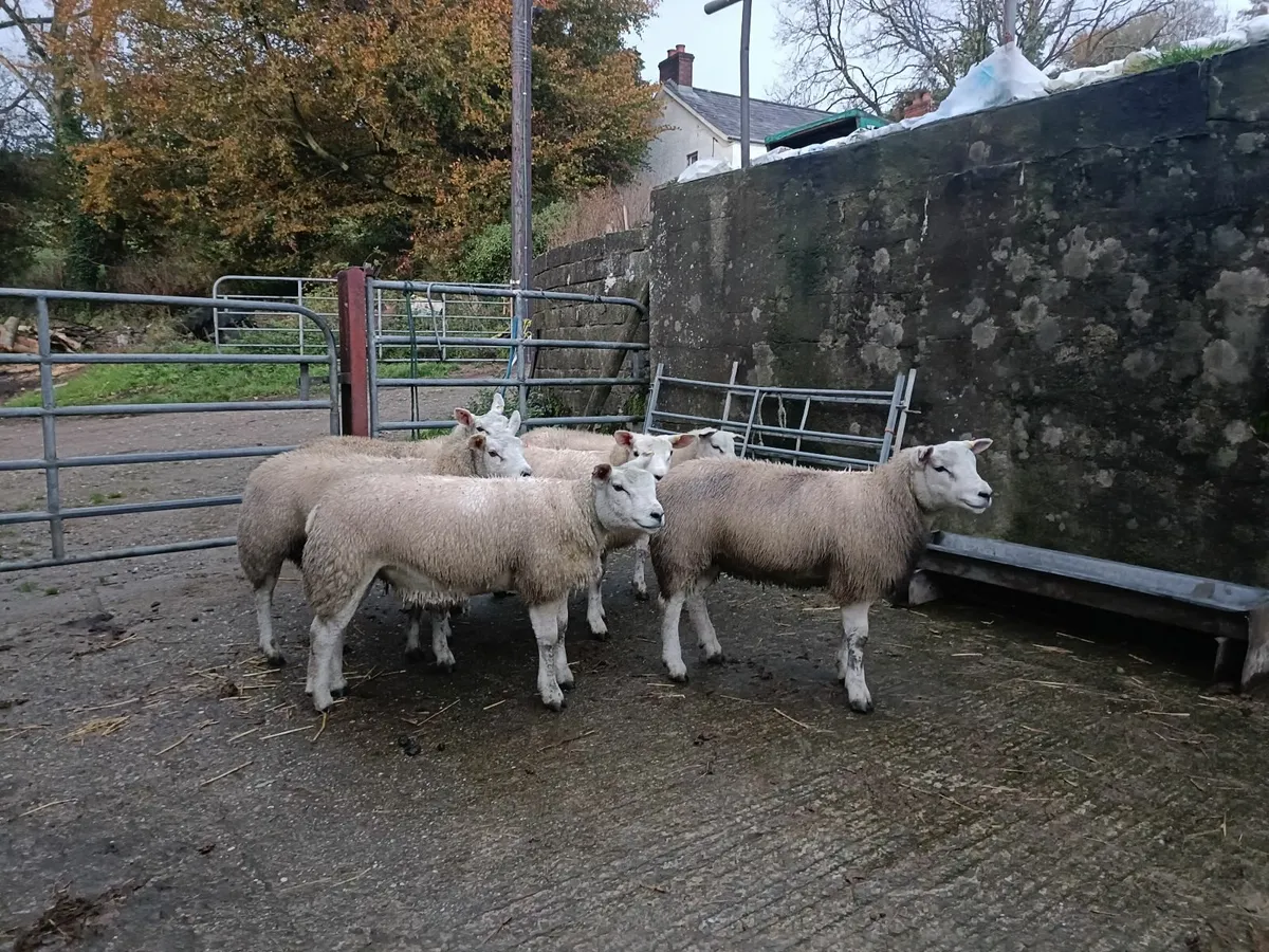 Texel Ewe lambs