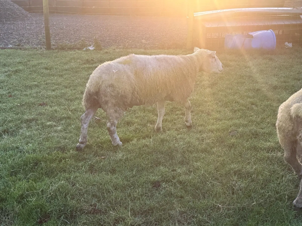 Texel ram - Image 2
