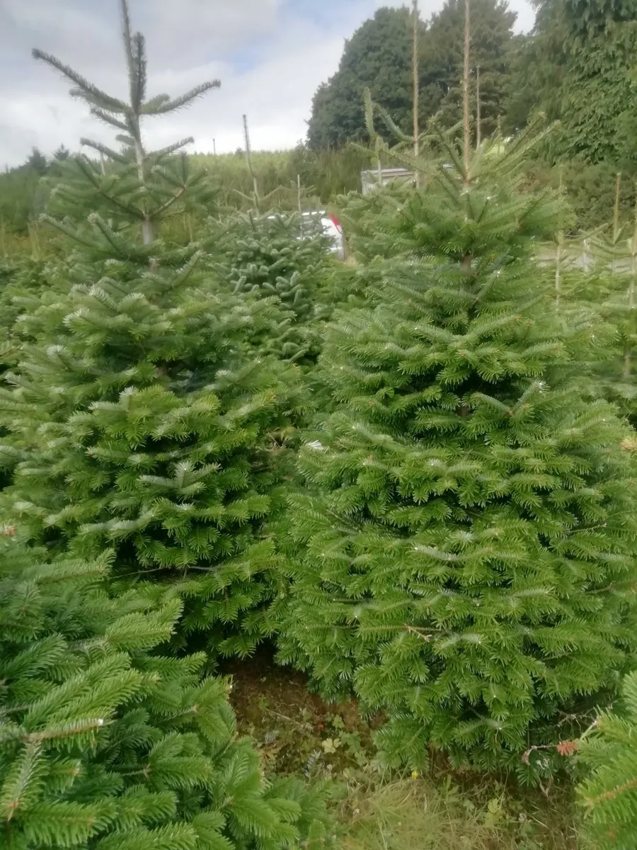 Christmas Tree's - Image 1