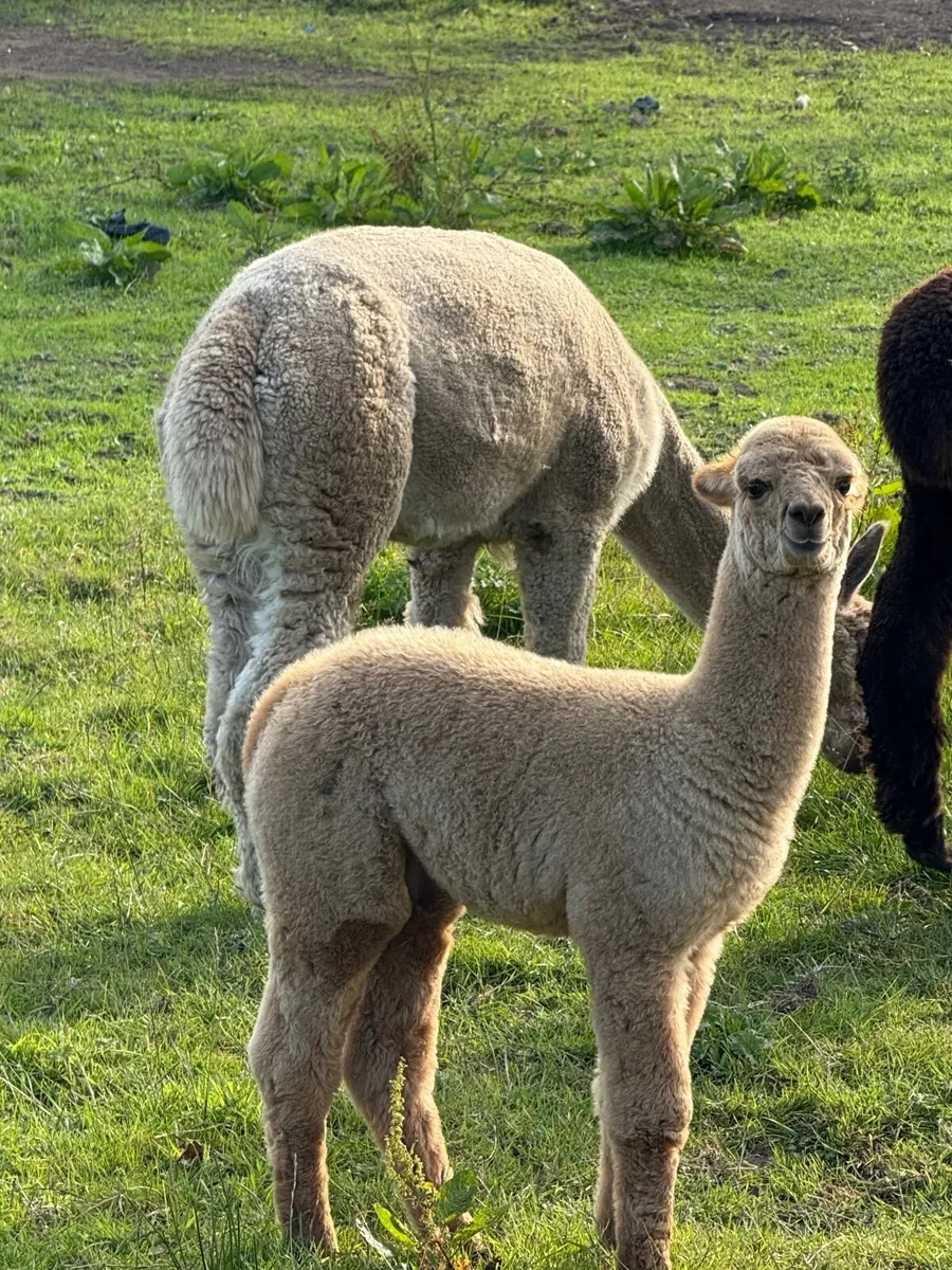 Alpacas - Image 2