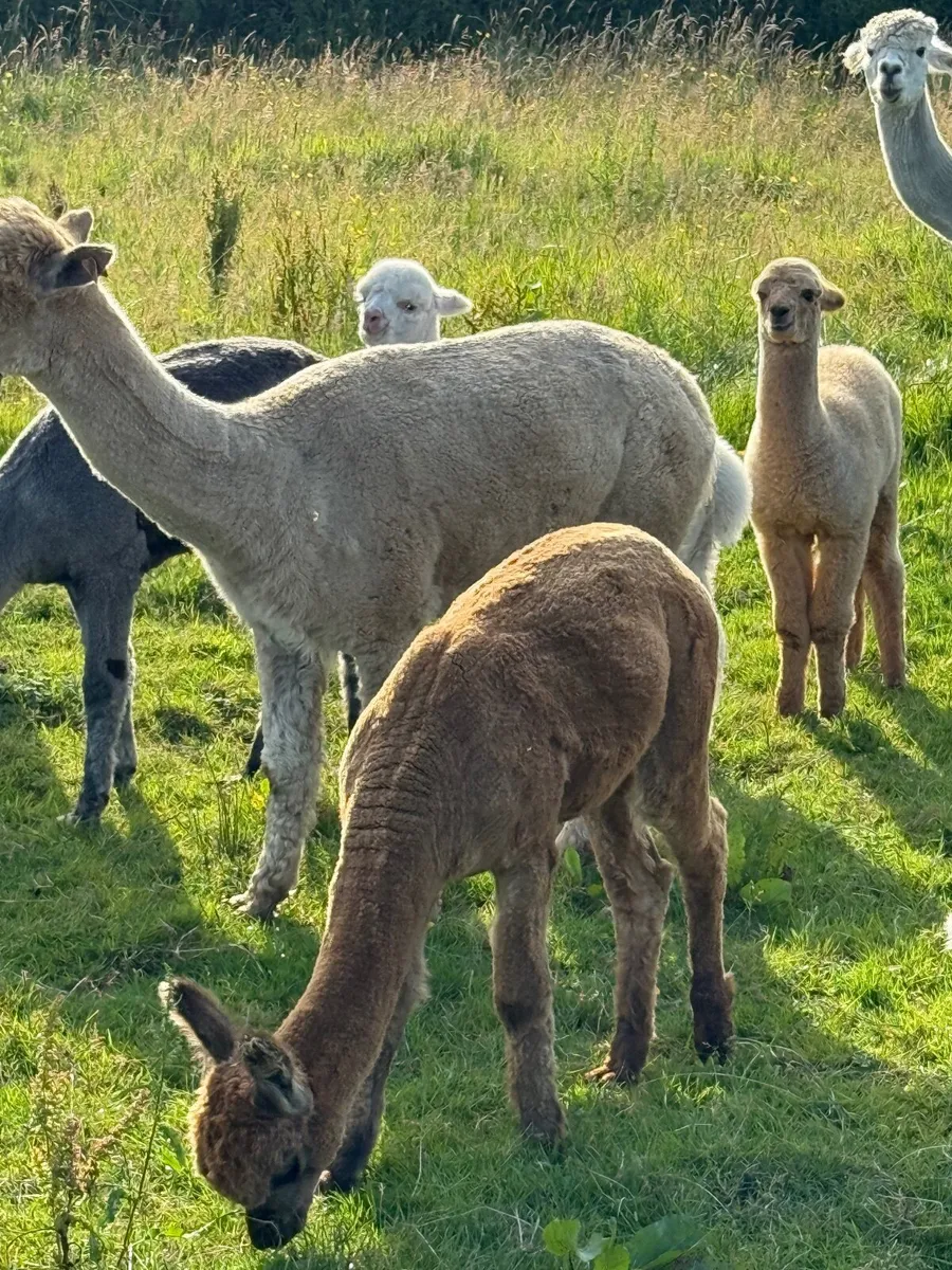 Alpacas - Image 3