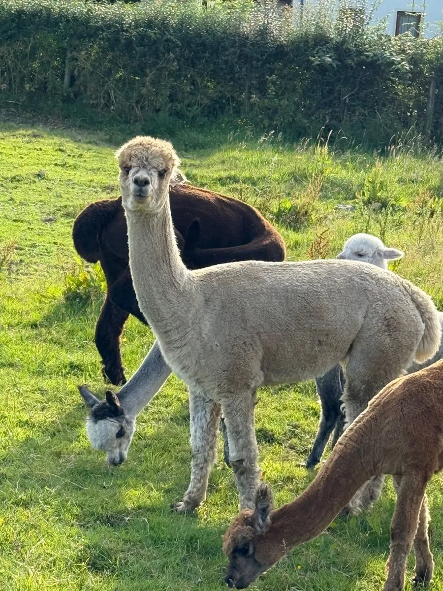 Alpacas - Image 4
