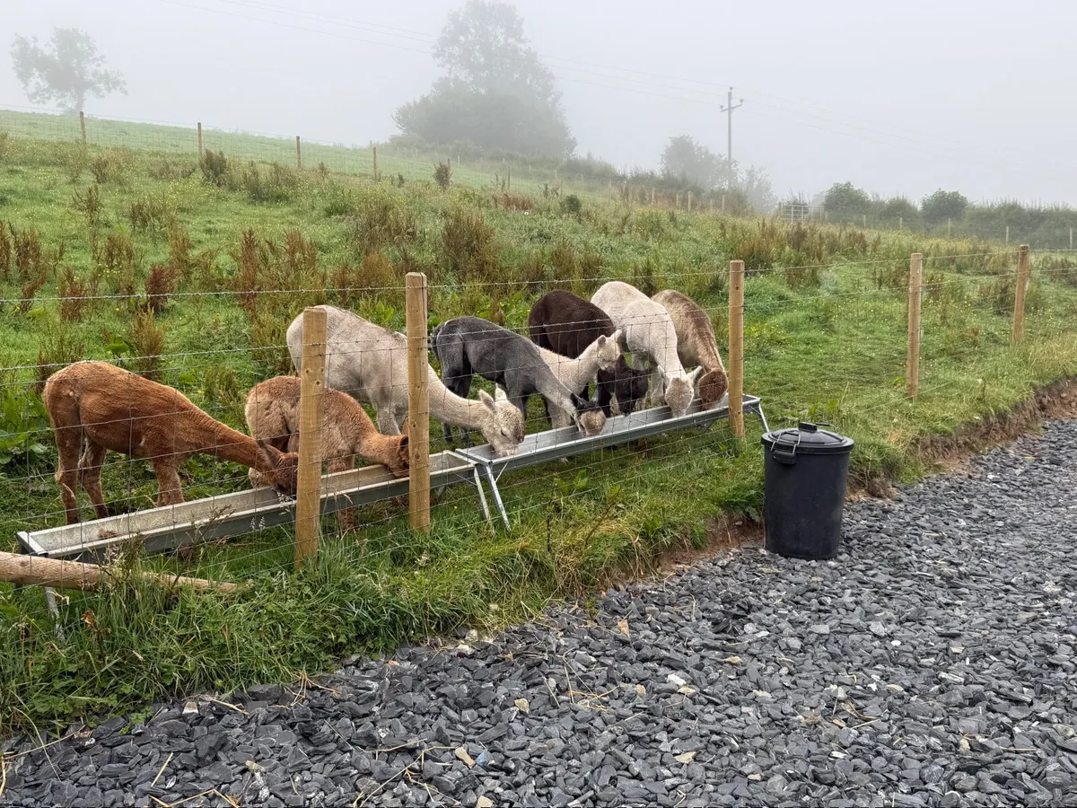 Alpacas - Image 1