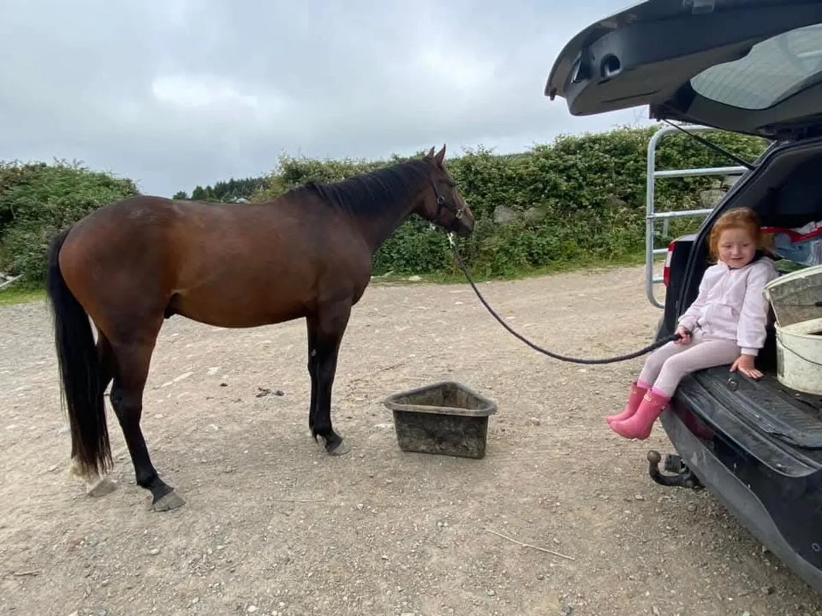 15.2 Gelding Winter Project - Image 1