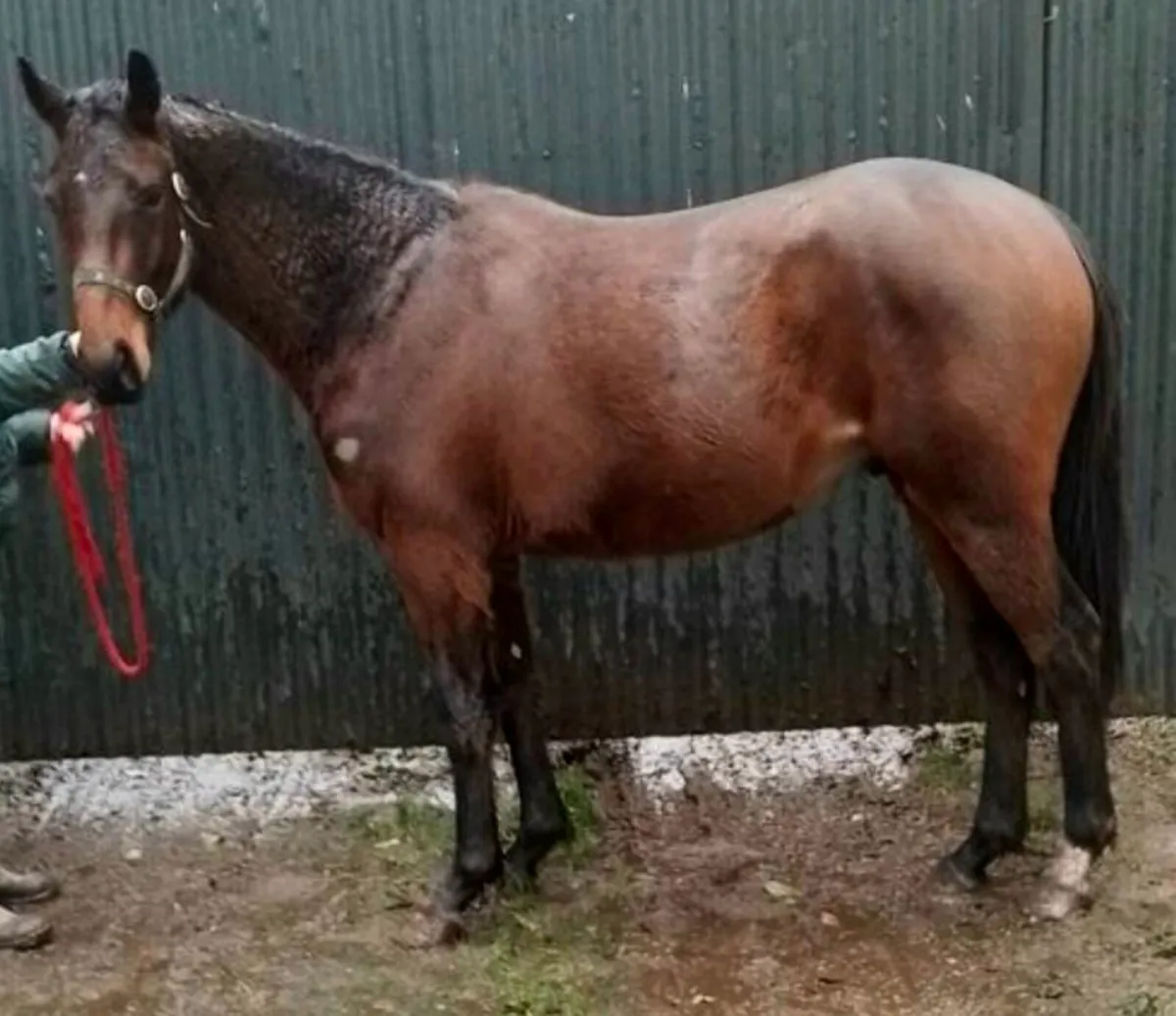 15.2 Gelding Winter Project - Image 2