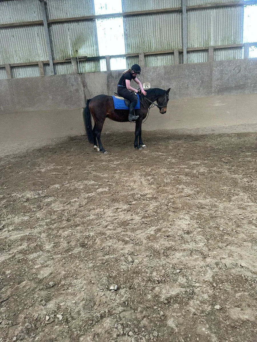 15.2 Gelding Winter Project - Image 3