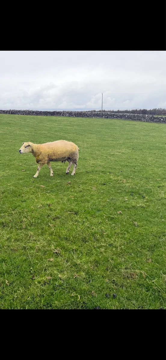 Texel ram - Image 1