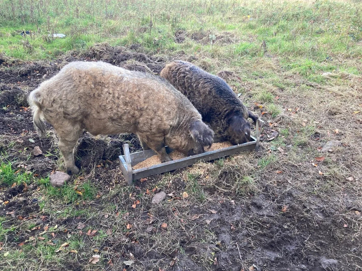 Pigs