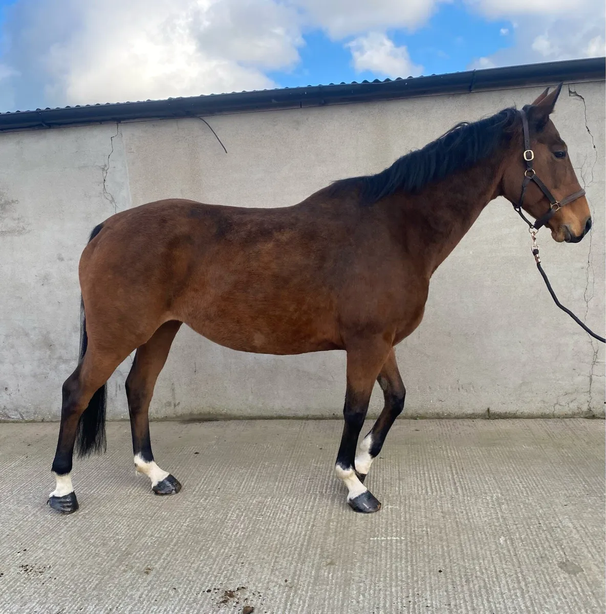 Mare for sale