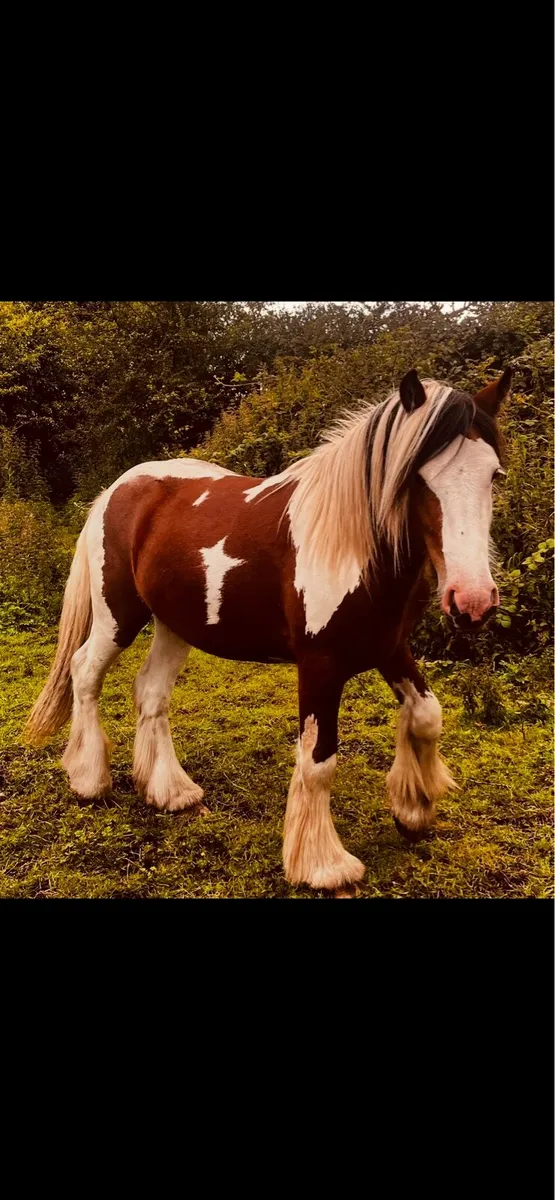 Horse - Image 1