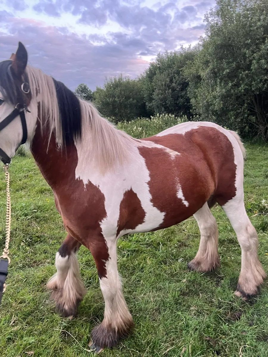 Horse - Image 2