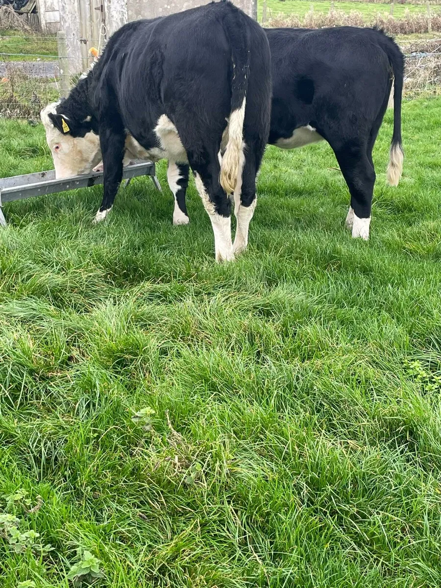 Hereford springing HEIFERS - Image 2