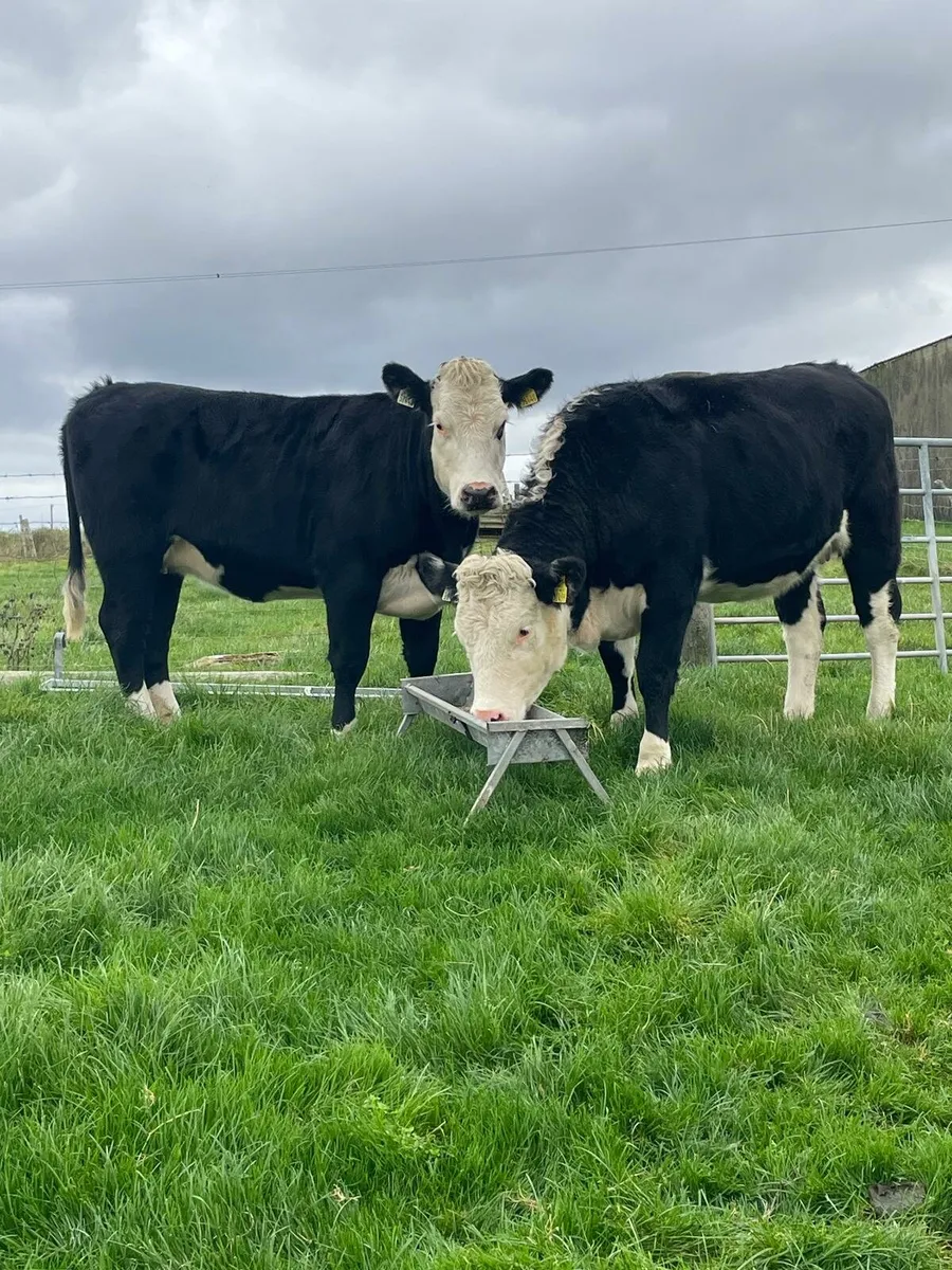 Hereford springing HEIFERS - Image 4
