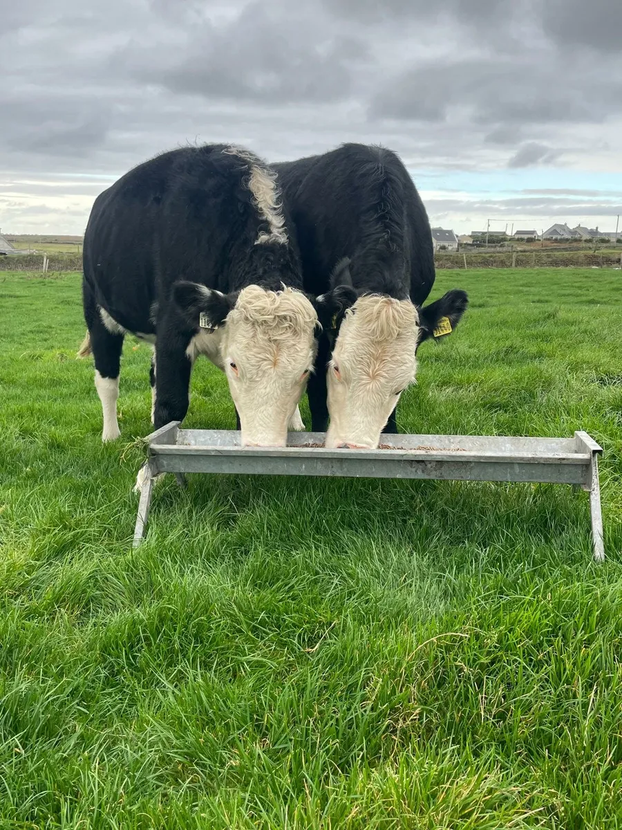 Hereford springing HEIFERS - Image 1